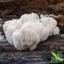 Organic Lions Mane Mushroom Powder