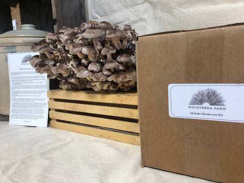 Shiitake Mushroom Kit