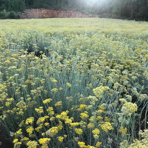 Helichrysum Essential Oil