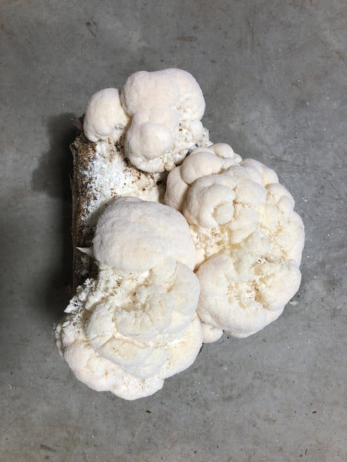 Mycoterra Farm - Lion's Mane Mushroom Kit