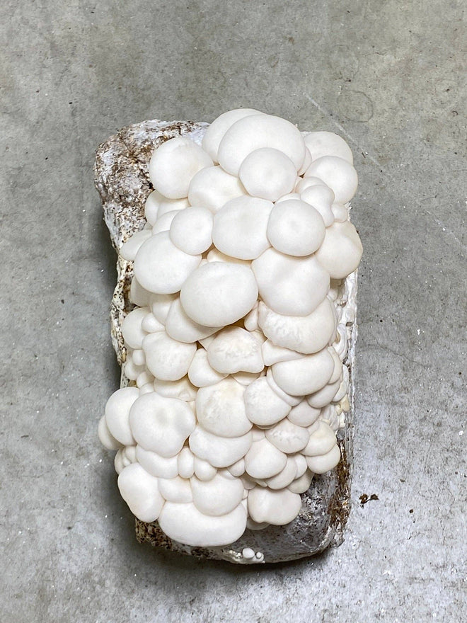 Snow White Oyster Mushroom Kit