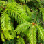 Douglas Fir Essential Oil 5 mL